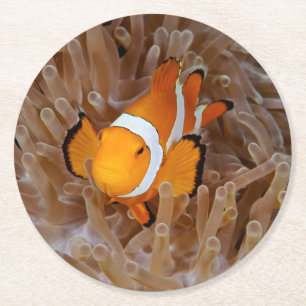 Dessous-de-verre Rond En Papier Poisson-clown - Molokai, falaise de la côte nord