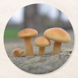 Dessous-de-verre Rond En Papier Tabourets Toadstools Dessous de verre Macro Papier