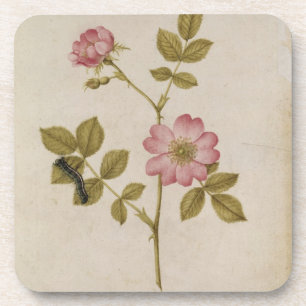 Dessous-de-verre Rosa Canina - Dogrose et Caterpillar (crayon et