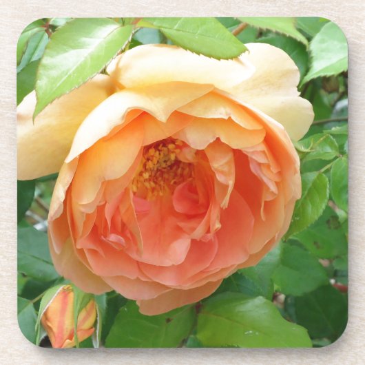 Dessous-de-verre Rose orange (Devant)