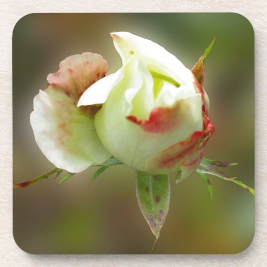 Dessous-de-verre rosebud brillant (Devant)