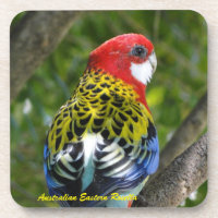 Rosella oriental masculin australien