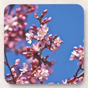 Dessous-de-verre Sakura Cerisiers en Fleur Touchant le Bleu