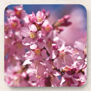 Dessous-de-verre Sakura Cherry Blossoms embrassés par Sunlight