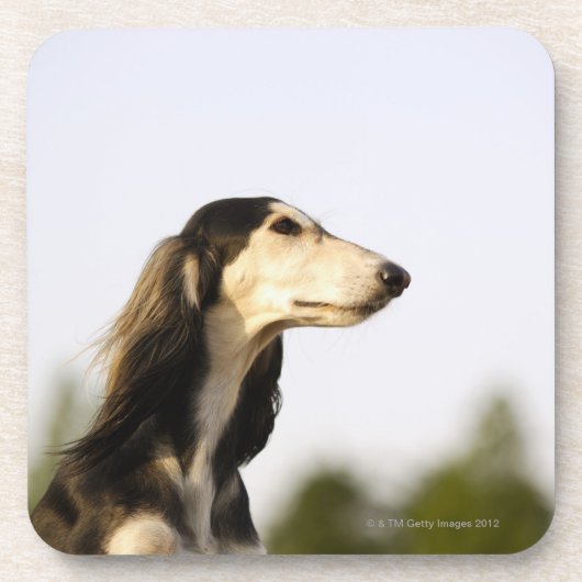 Dessous-de-verre Saluki 2 (Devant)