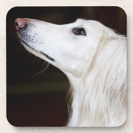 Dessous-de-verre Saluki recherchant (Devant)