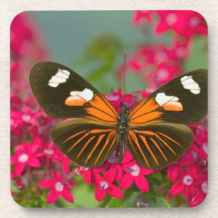 Dessous-de-verre Sammamish Washington Photographie d'un papillon su