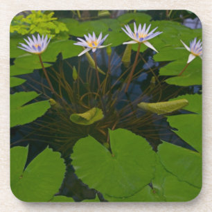 Dessous-de-verre San Francisco California Golden Gate Park et