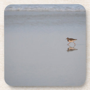 Dessous-de-verre Sandpiper Bird Beach Wildlife Nature Photographie