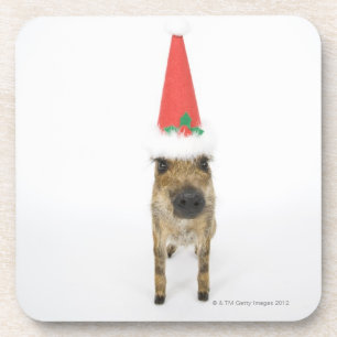 Dessous-de-verre Sanglier avec le casquette de Noël