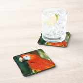 Dessous-de-verre Scarlet Macaw (Côté Droit)