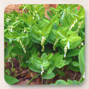 Dessous-de-verre Sceau Solomons