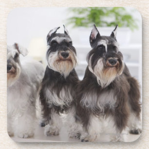 Dessous-de-verre Schnauzers miniatures se tenant au bord de la