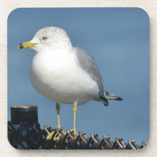 Dessous de verre Seagull