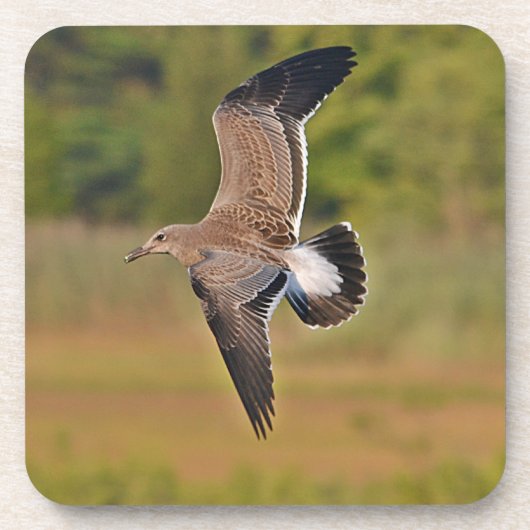 Dessous de verre Seagull (Devant)