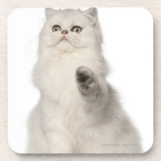 Dessous-de-verre Séance de chat persan (Devant)