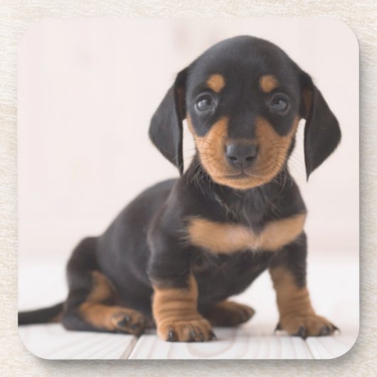 Dessous-de-verre Séance miniature de teckel (Devant)