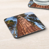 Dessous-de-verre Séquoia géante (Côté gauche)