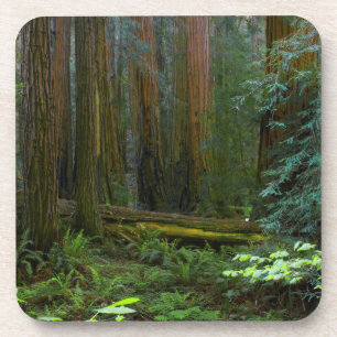 Dessous-de-verre Séquoias de Muir Woods National Monument