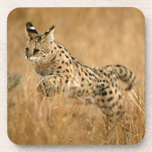 Dessous-de-verre Serval (Leptailurus Serval) en train de sauter (Devant)