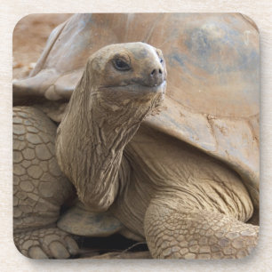 Dessous-de-verre Seychelles Aldabran terre tortue