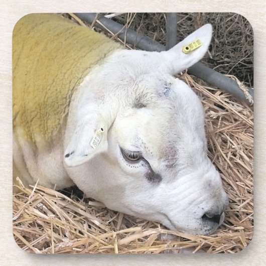 DESSOUS-DE-VERRE SHEEP (Devant)