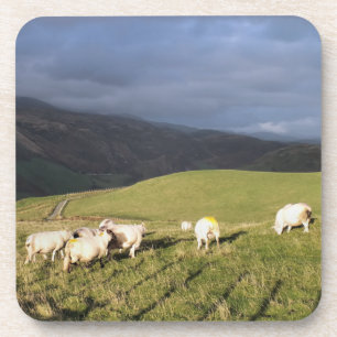 DESSOUS-DE-VERRE SHEEP