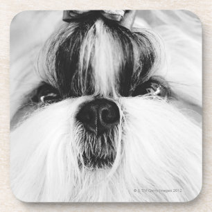 Dessous-de-verre Shih Tzu