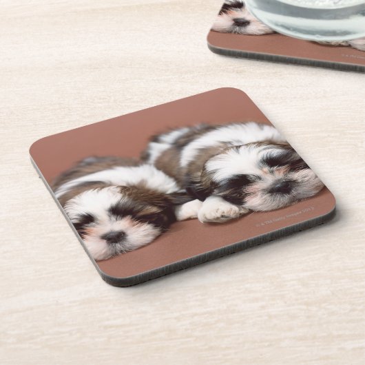 Dessous-de-verre Shih Tzu (Côté gauche)