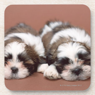 Dessous-de-verre Shih Tzu