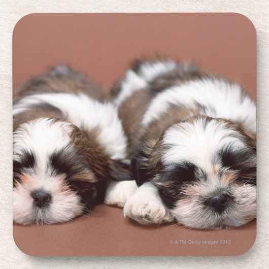 Dessous-de-verre Shih Tzu (Devant)