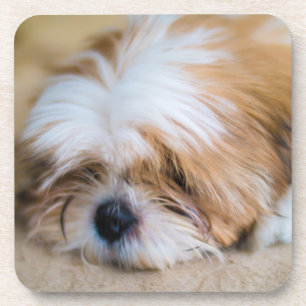 Dessous-de-verre Shih Tzu