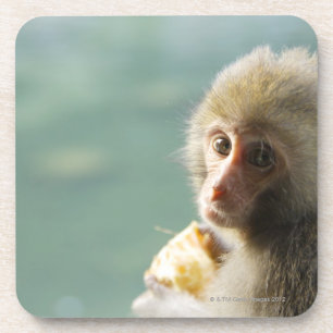 Dessous-de-verre Singe