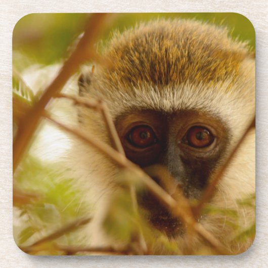 Dessous-de-verre Singe Cheeky. (Devant)