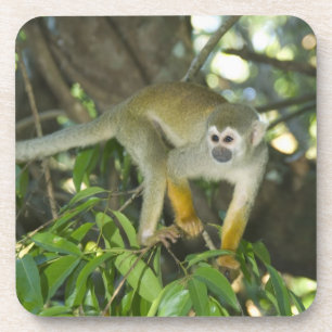 Dessous-de-verre Singe-écureuil commun, (Saimiri sciureus), Rio