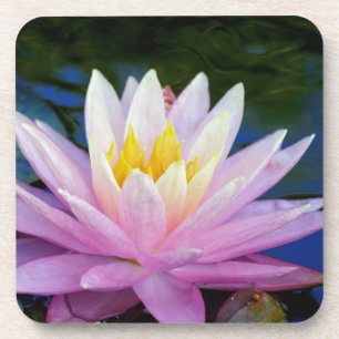 Dessous-de-verre Soft Pink Waterlily