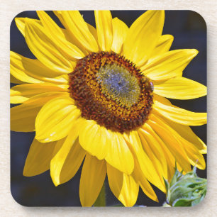 Dessous-de-verre Solfette jaune