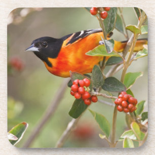 Dessous-de-verre South Padre Island, Texas, États-Unis, Oriole de B