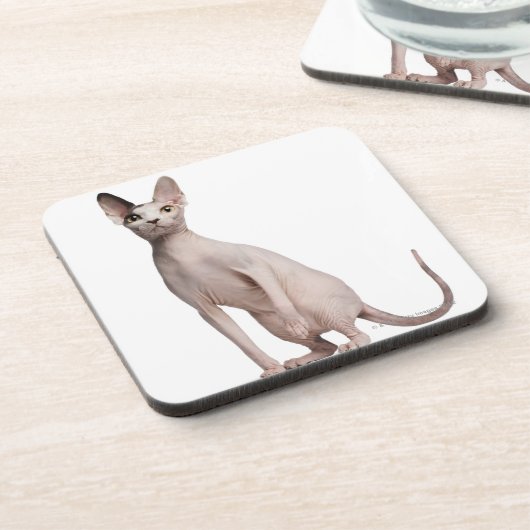 Dessous-de-verre Sphynx (13 mois) (Côté gauche)