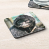 DESSOUS-DE-VERRE SPIDER MONKEY (Côté gauche)