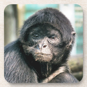 DESSOUS-DE-VERRE SPIDER MONKEY