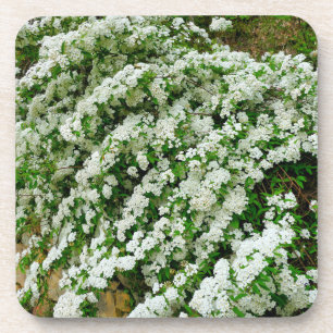 Dessous-de-verre Spirea Arguta