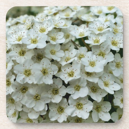 Dessous-de-verre Spirea Arguta (Devant)