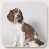 Dessous-de-verre Springer spaniel (Devant)