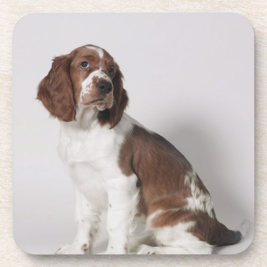 Dessous-de-verre Springer spaniel (Devant)