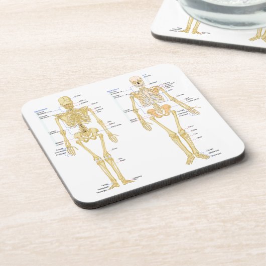 Dessous-de-verre Squelette humain marqué diagramme d'anatomie (Côté gauche)