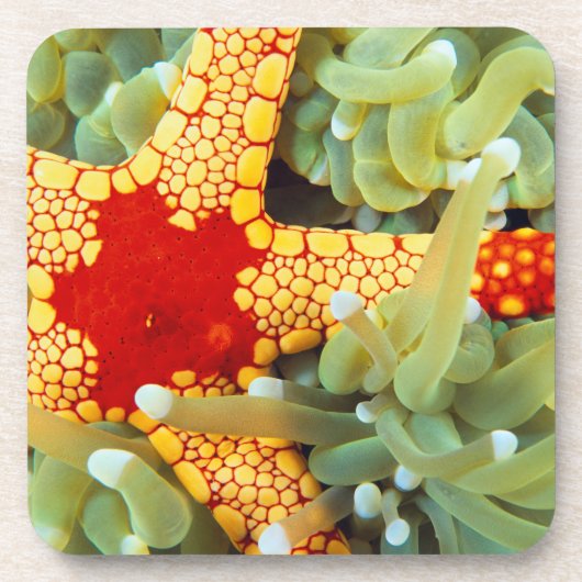 Dessous-de-verre Star de la mer rouge et jaune (Devant)