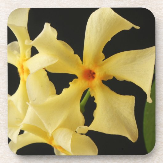 Dessous-de-verre Star Jasmine Flower coastercna (Devant)