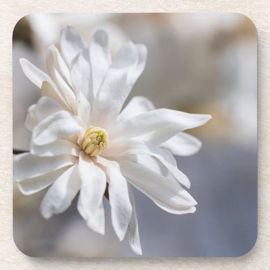 Dessous-de-verre Star Magnolia Bloom (Devant)