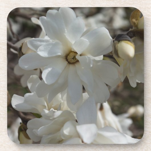 Dessous-de-verre Star Magnolia Blooms (Devant)